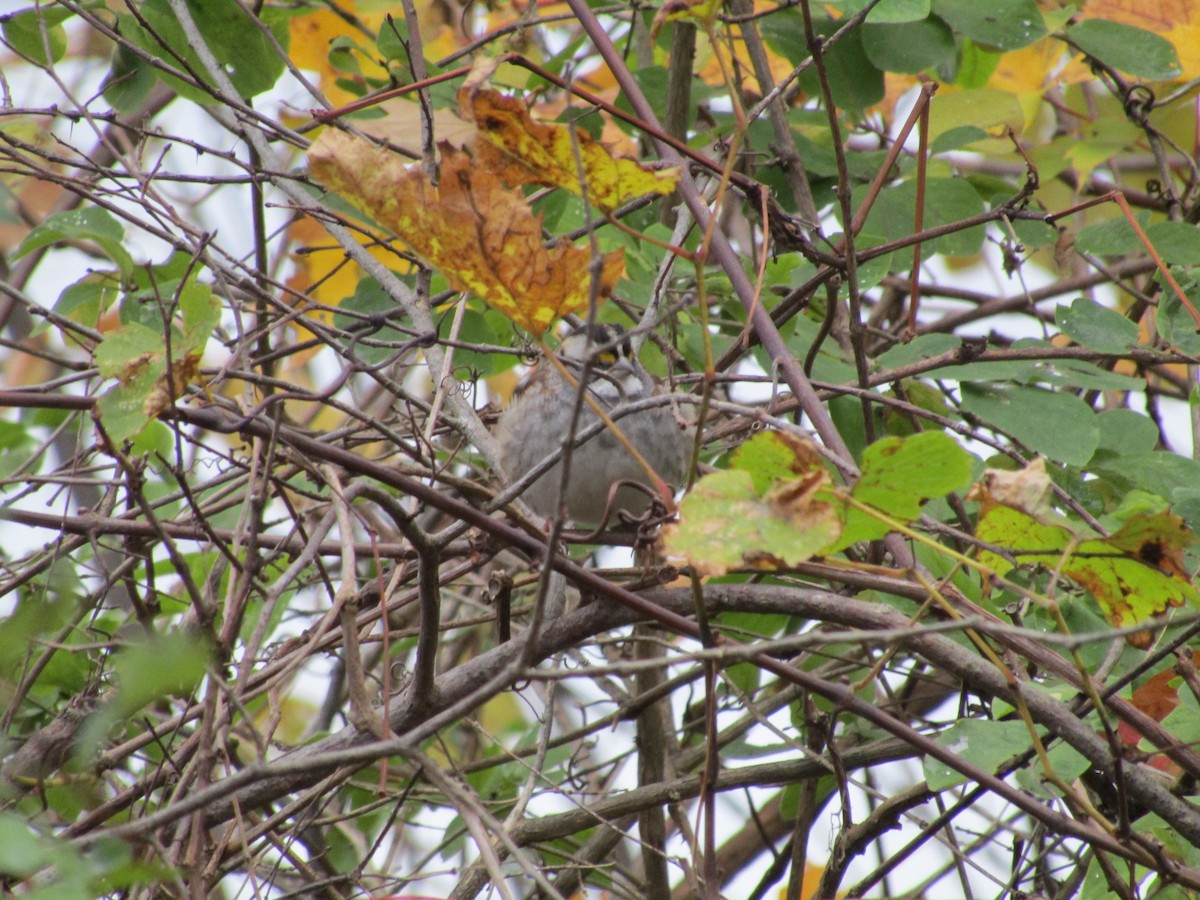 White-throated Sparrow - ML38636891