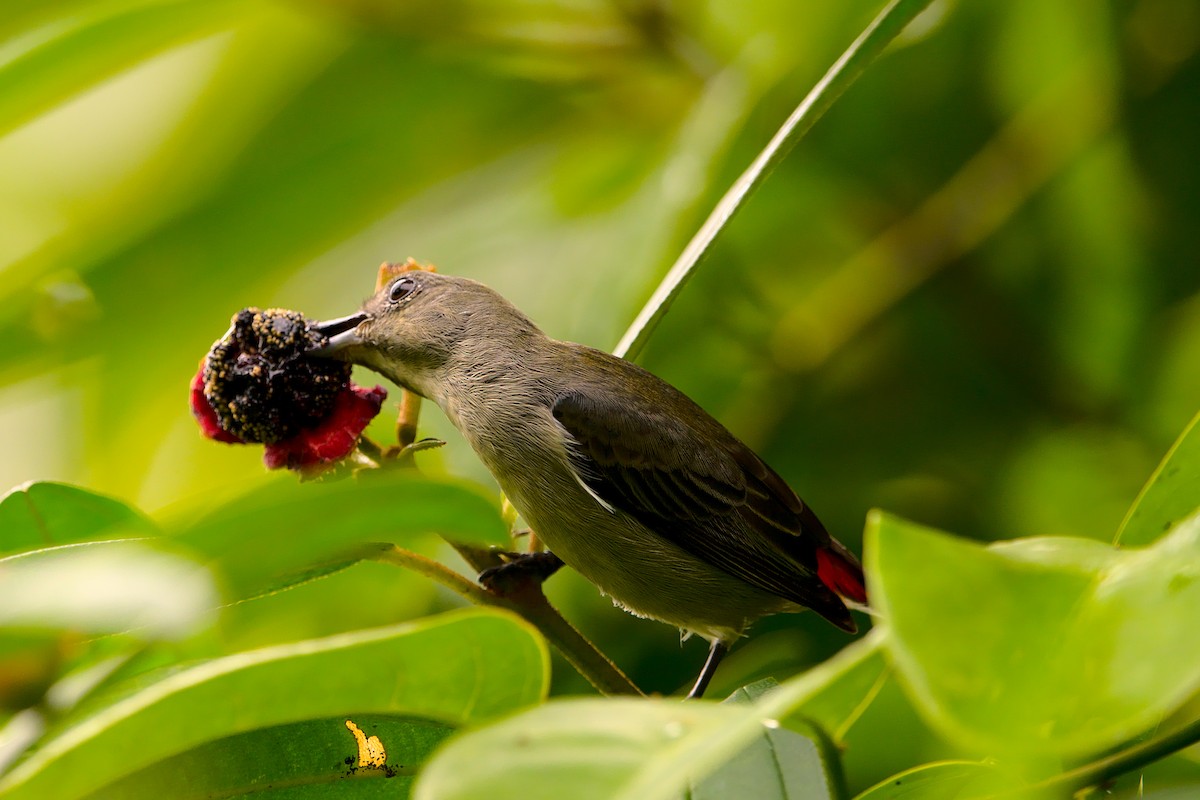 Scarlet-backed Flowerpecker - VINODKUMAR SARANATHAN