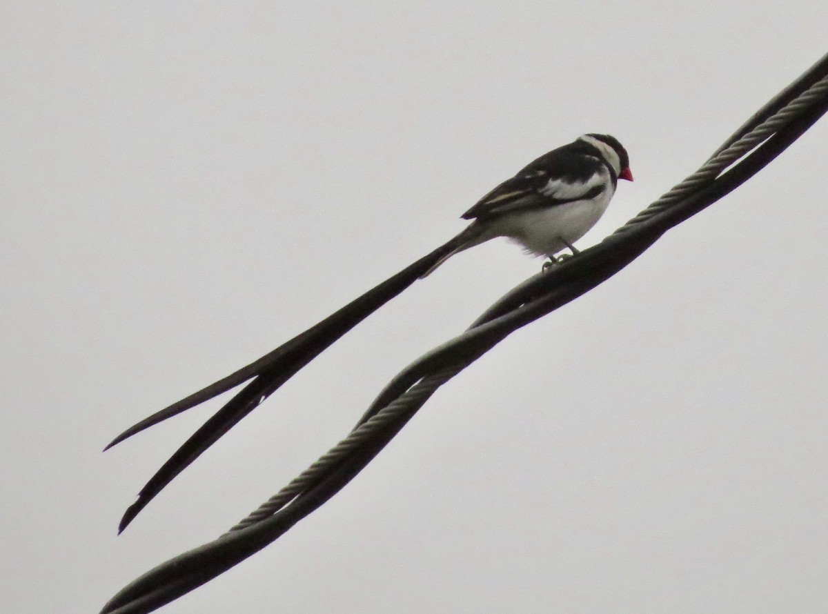 Pin-tailed Whydah - ML386378841