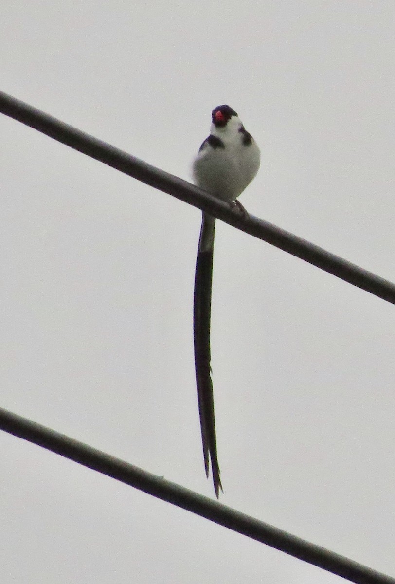 Pin-tailed Whydah - ML386378851