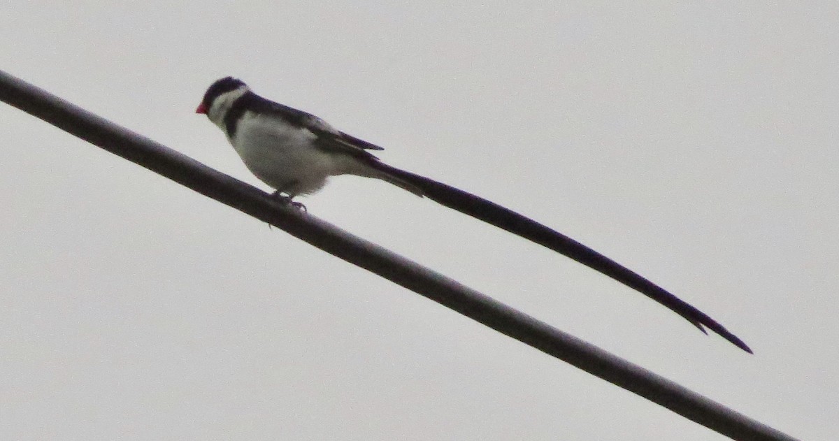 Pin-tailed Whydah - ML386378861