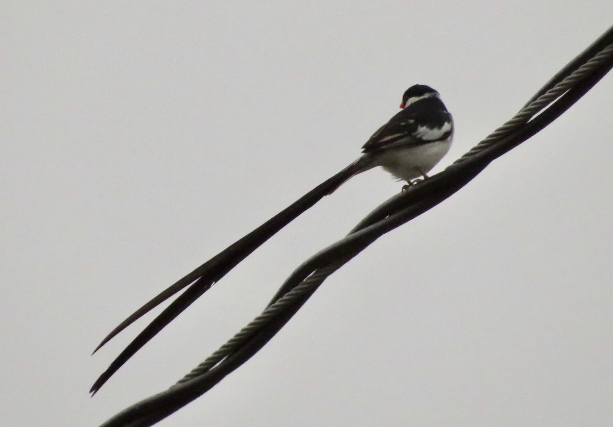 Pin-tailed Whydah - ML386378871