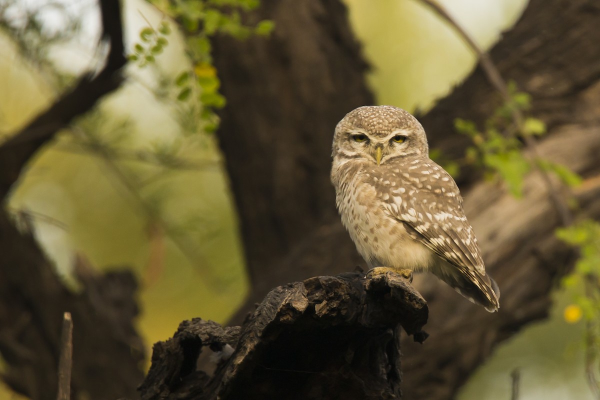 Spotted Owlet - Amudha Hariharan