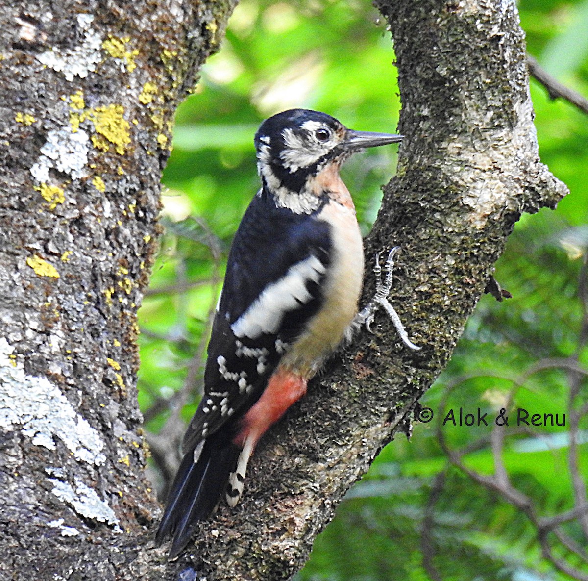 Himalayan Woodpecker - Alok Tewari