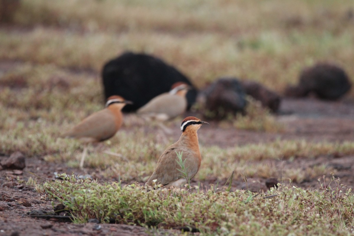 Indian Courser - ML386384601