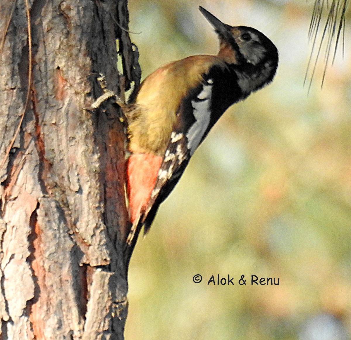 Himalayan Woodpecker - ML386384921