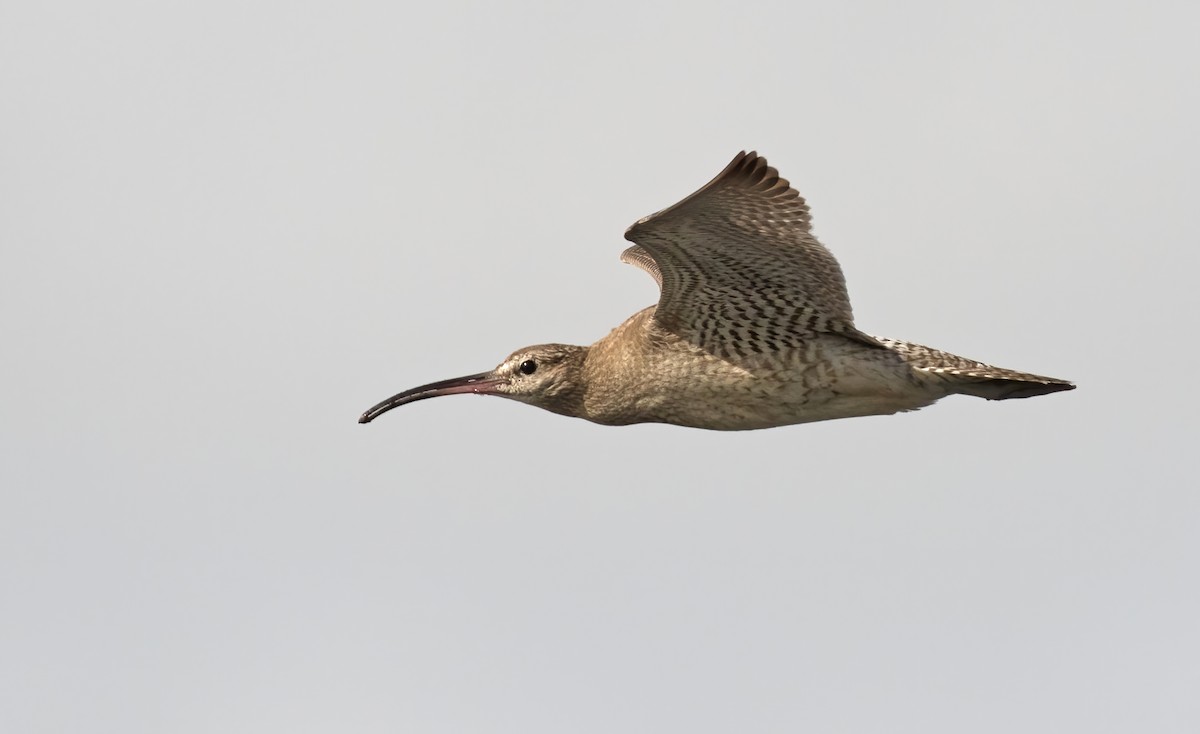Whimbrel - Dave Bakewell