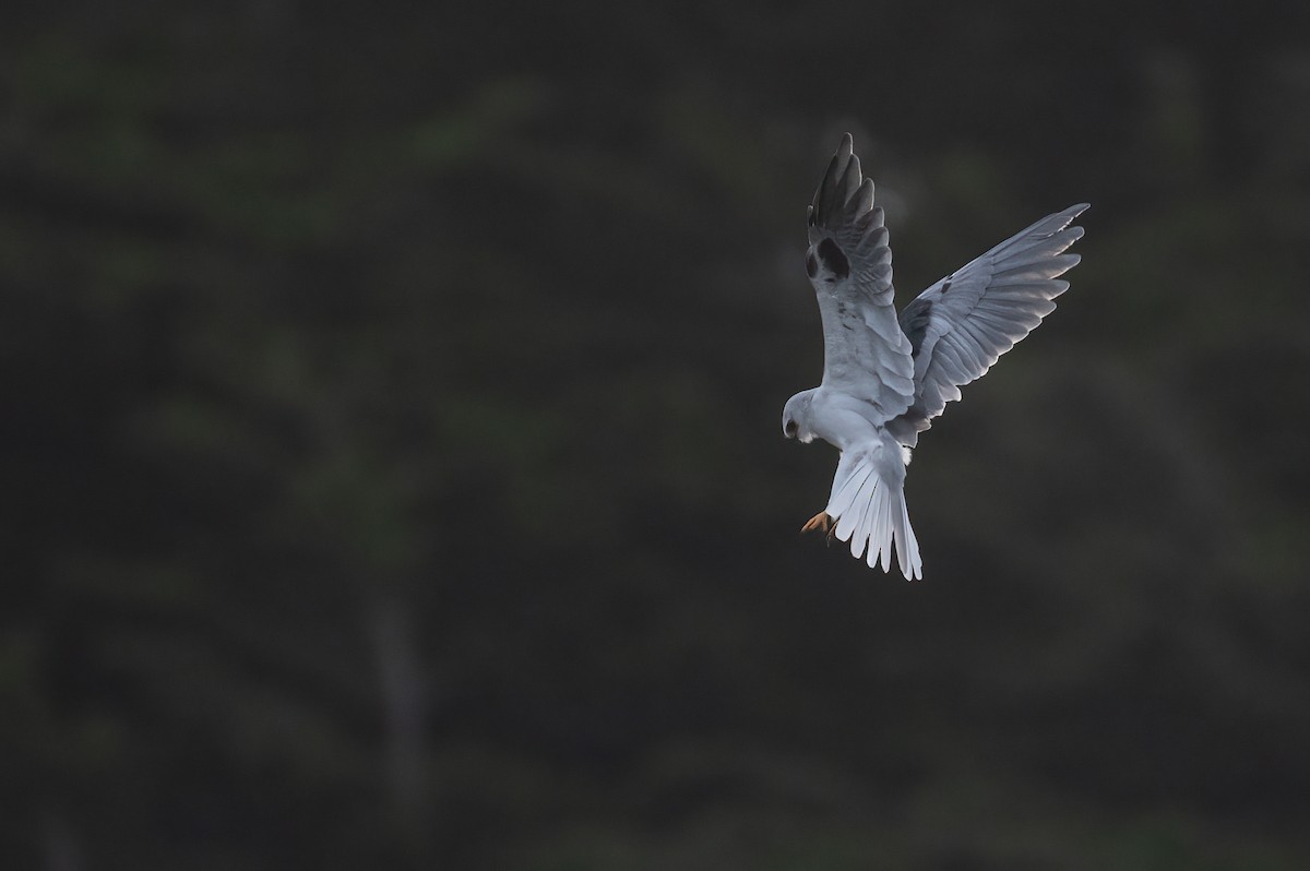 White-tailed Kite - Karen Wilkinson