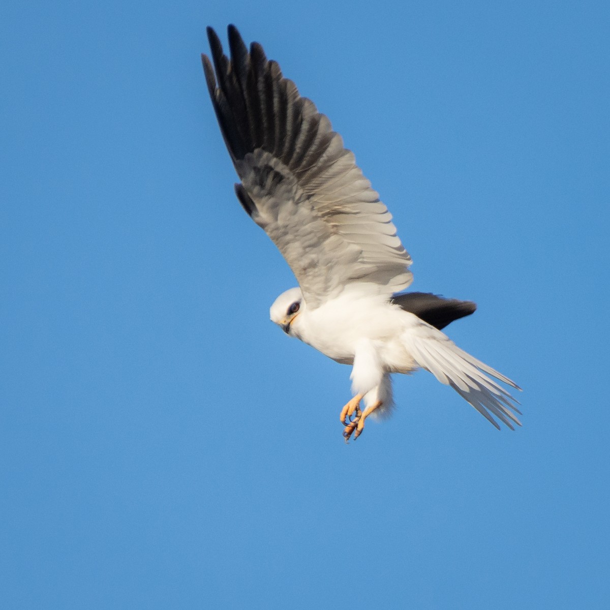 White-tailed Kite - Diego Villagran