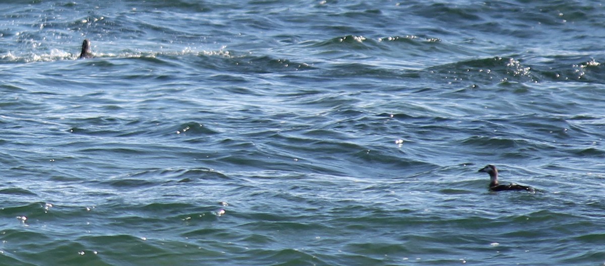 Long-tailed Duck - ML386393201