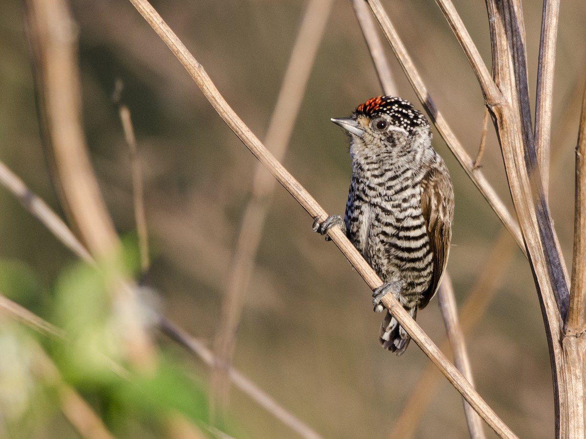 White-barred Piculet - ML386400501