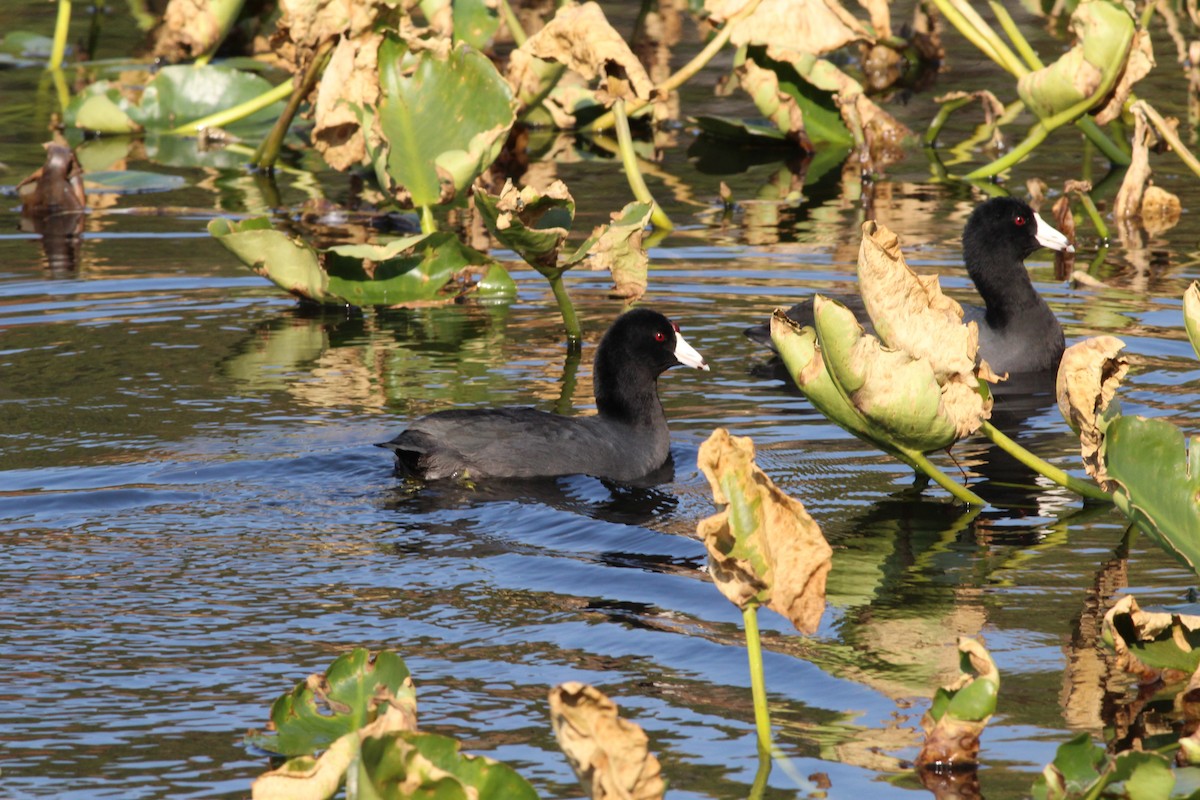 American Coot (Red-shielded) - Sequoia Wrens