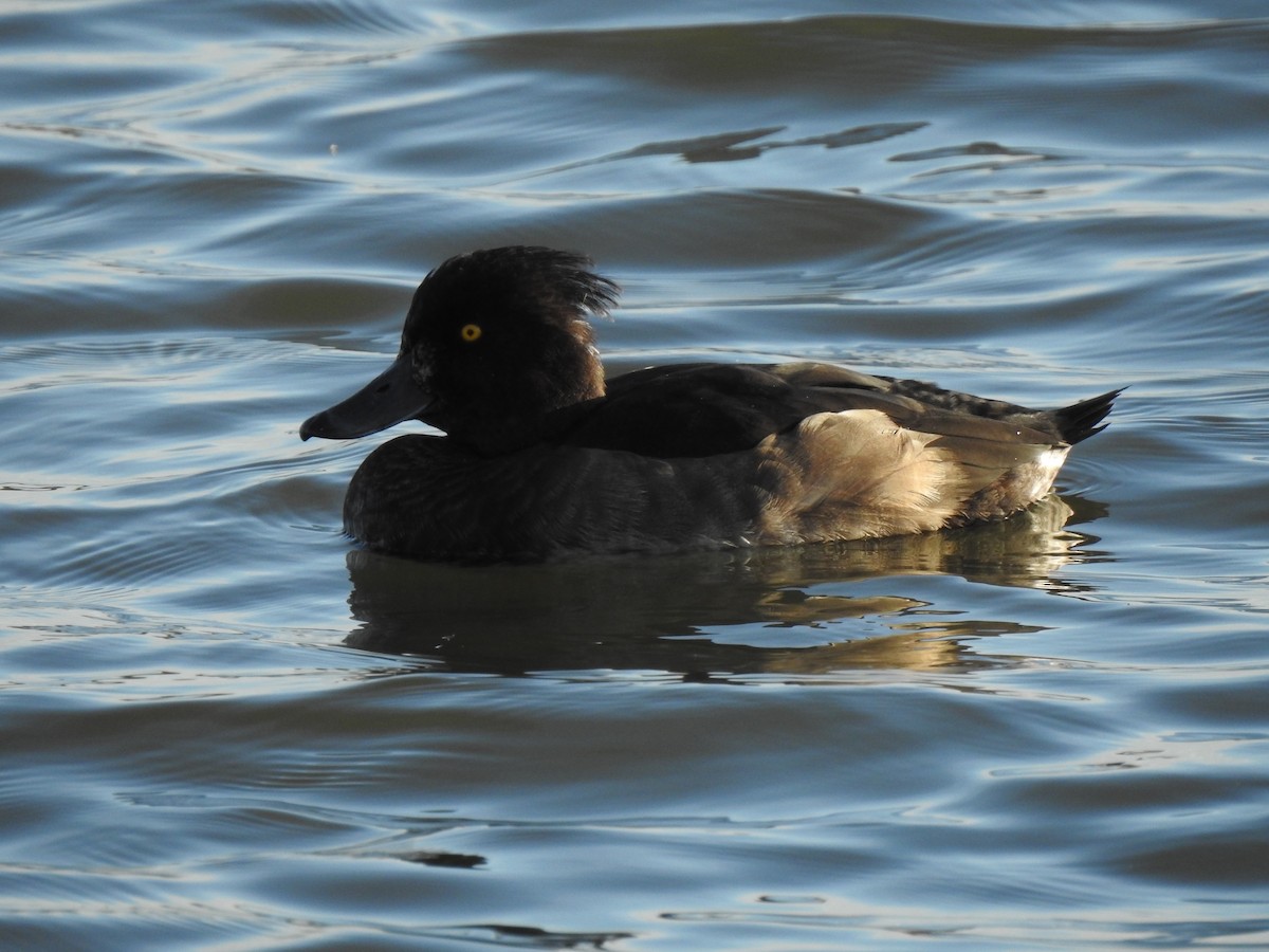 Tufted Duck - ML386404841