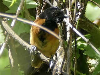  - Black-capped Rufous-Warbler