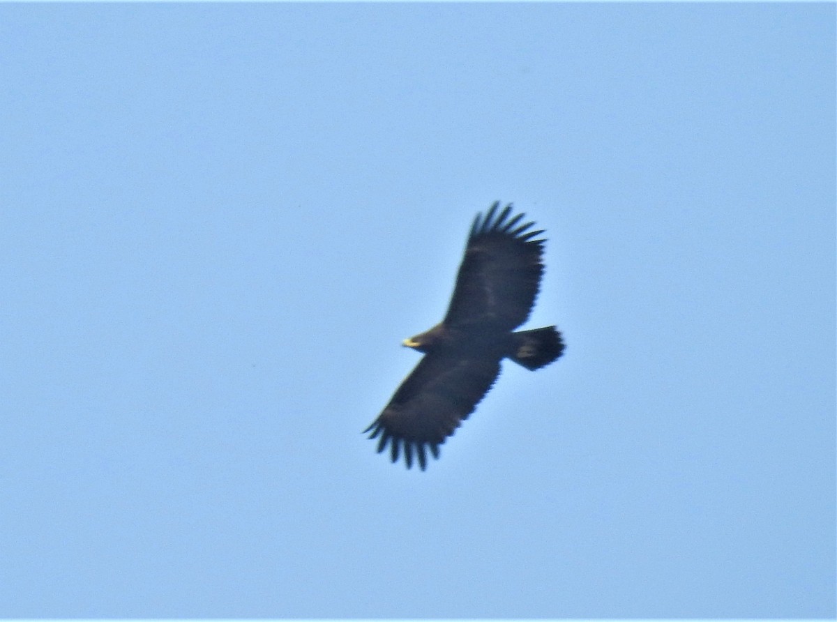 Greater Spotted Eagle - ML386409161