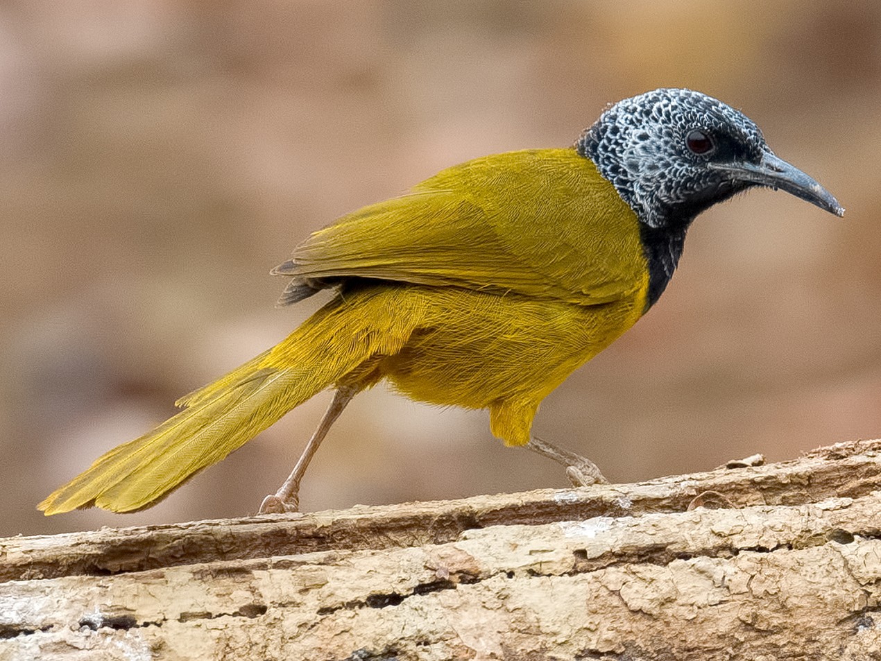 Oriole Warbler - Shailesh Pinto