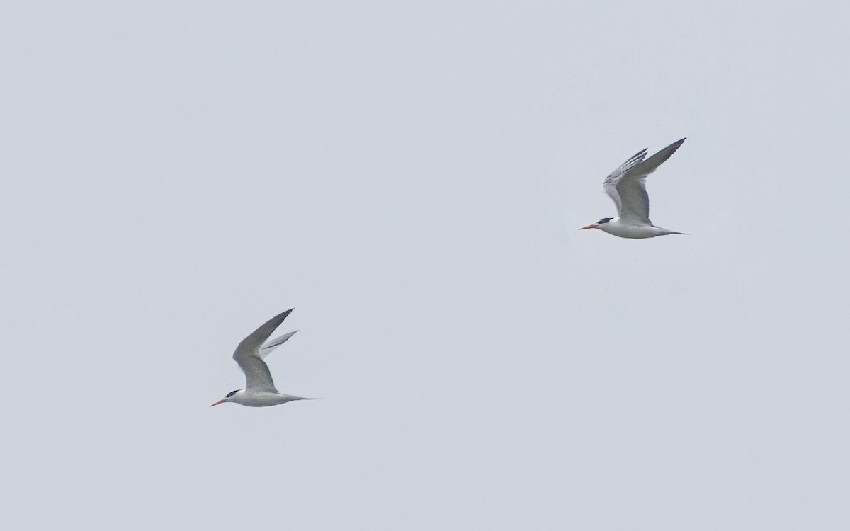 Lesser Crested Tern - Sharang Satish