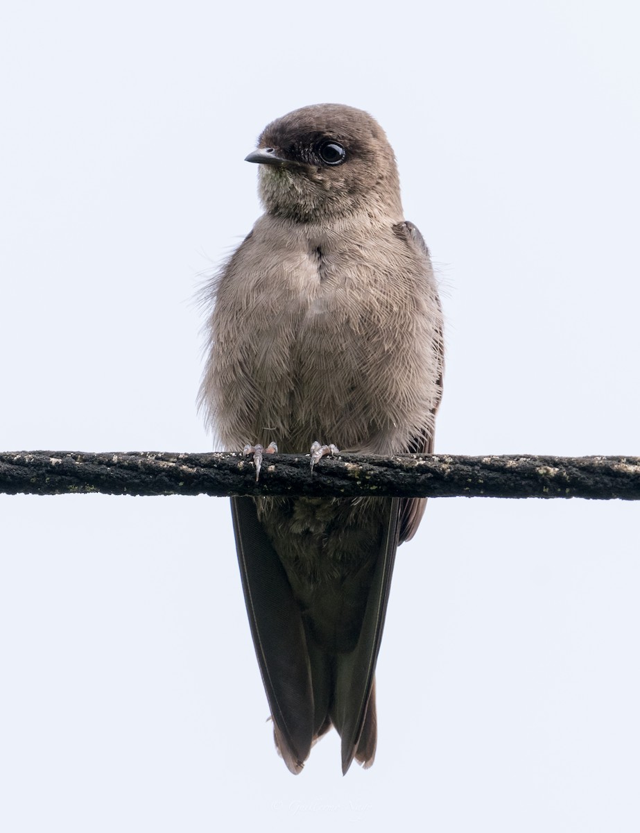 White-thighed Swallow - ML386410761