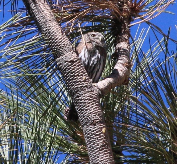 Northern Pygmy-Owl (Pacific) - ML38641201