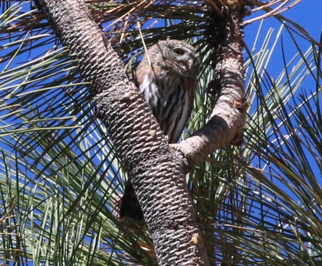 Northern Pygmy-Owl (Pacific) - ML38641211