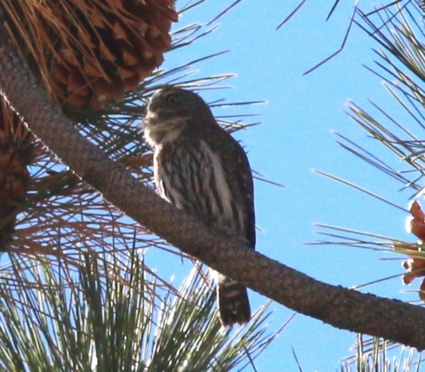 Northern Pygmy-Owl (Pacific) - ML38641251