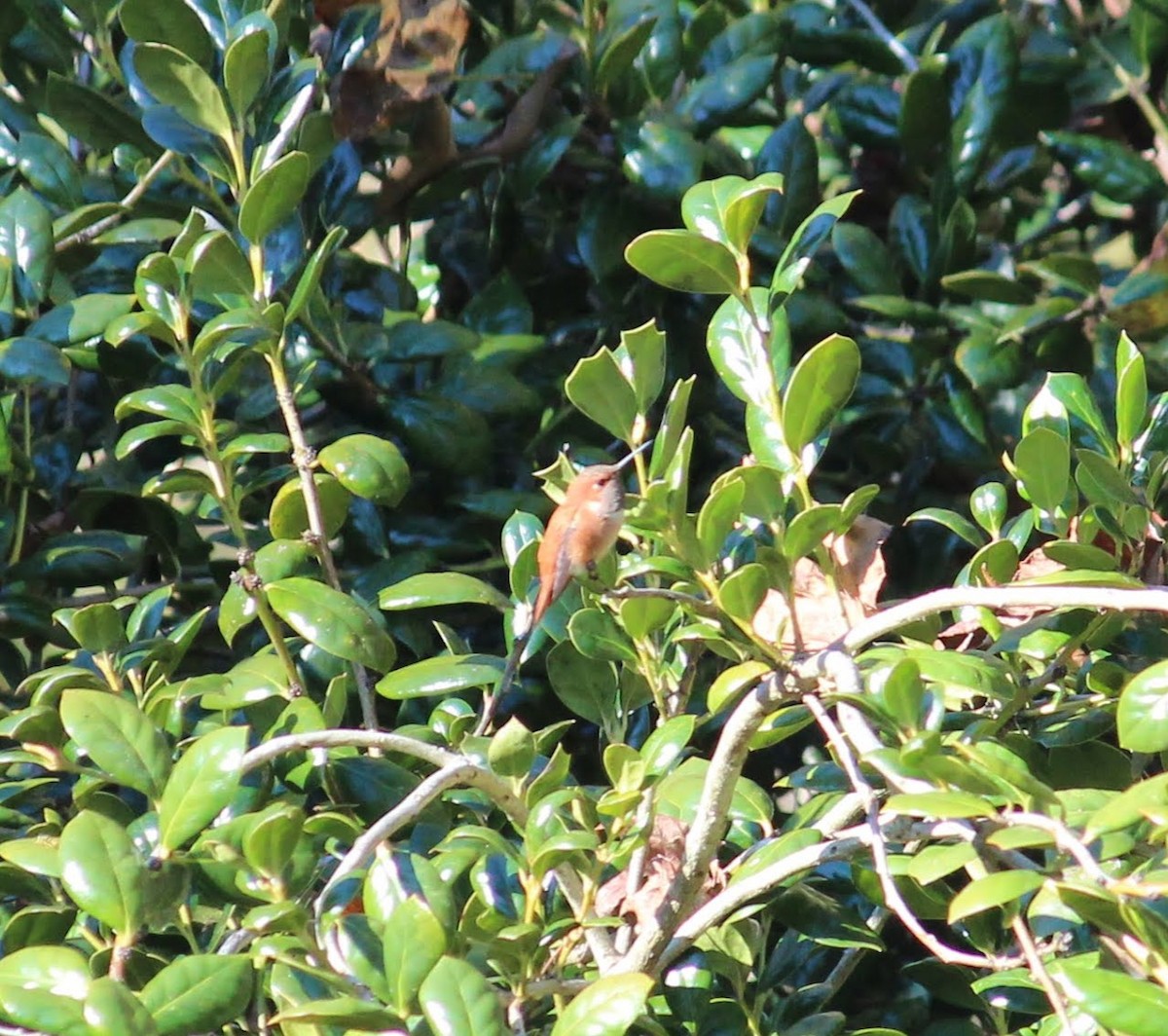 Rufous Hummingbird - ML386412891