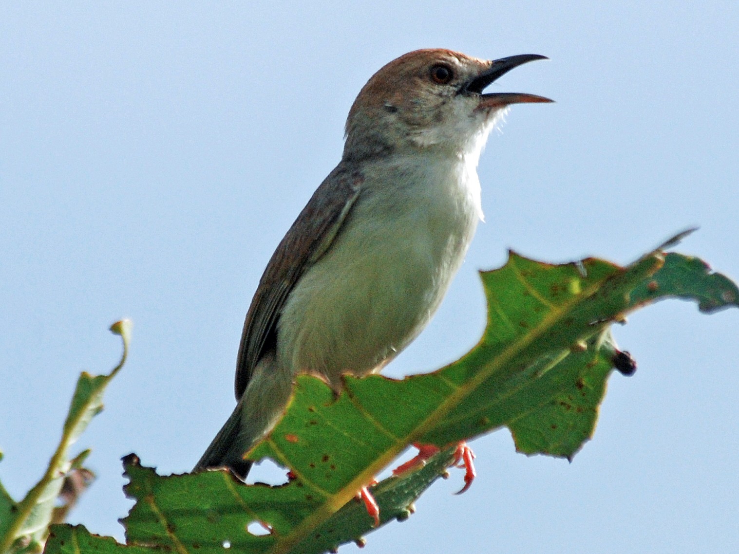 Dorst's Cisticola - eBird