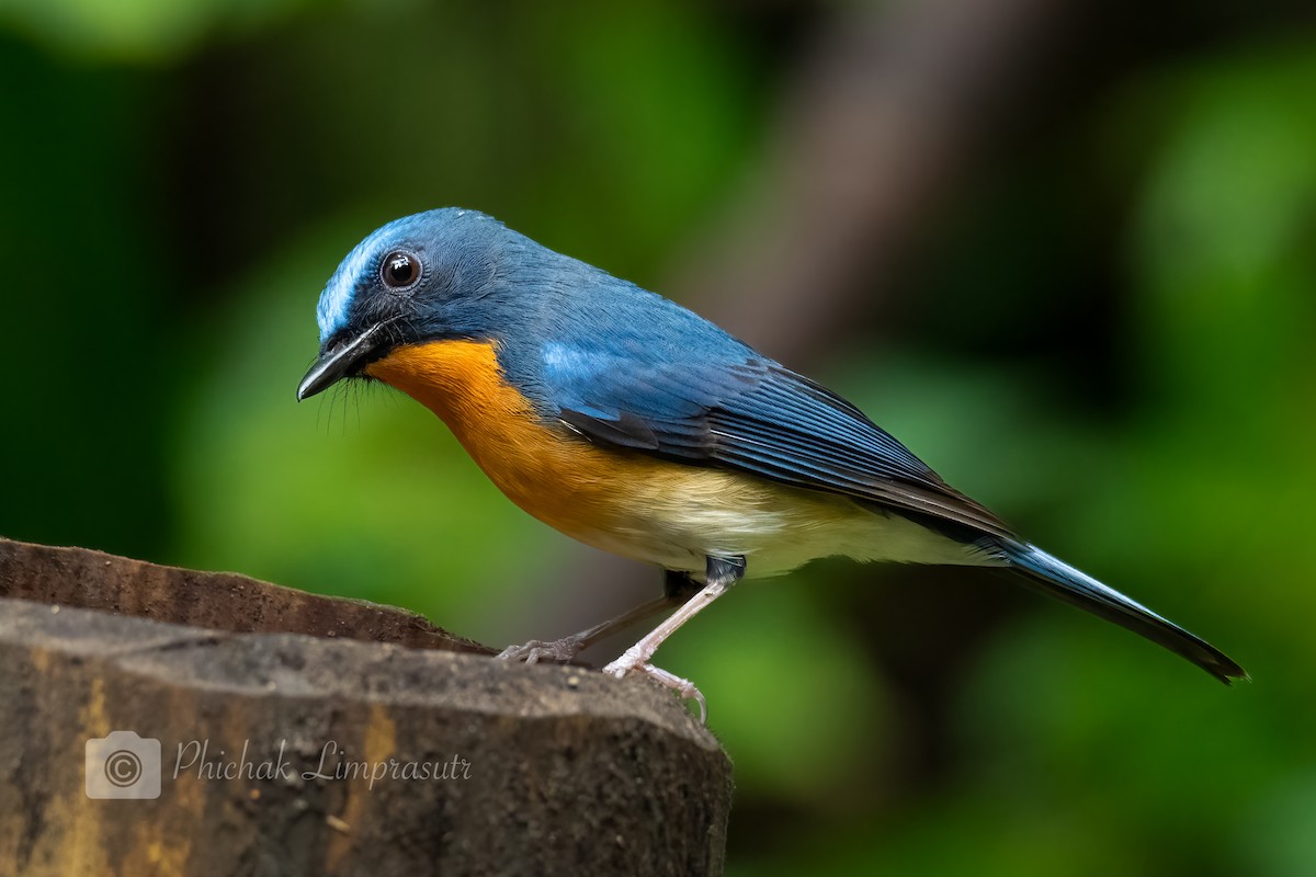 Indochinese Blue Flycatcher - Phichak Limprasutr