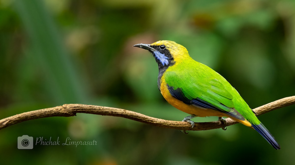 Orange-bellied Leafbird (Orange-bellied) - Phichak Limprasutr