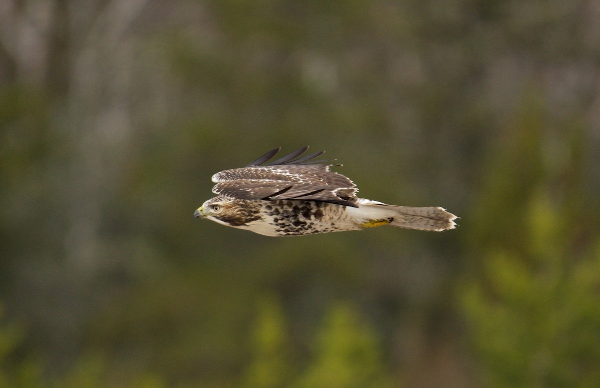 Red-tailed Hawk - Simon Boivin