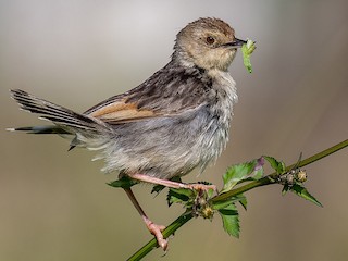 繁殖期の成鳥 - Amit Sharma - ML386417881