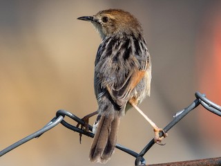 นกเต็มวัยในฤดูผสมพันธุ์ - Forest Botial-Jarvis - ML386417891