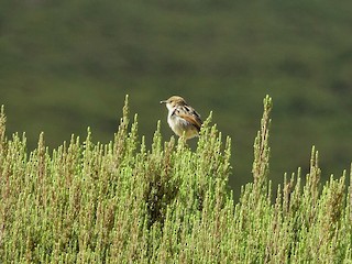 นกเต็มวัยในฤดูผสมพันธุ์ - Martin Brookes - ML386417921