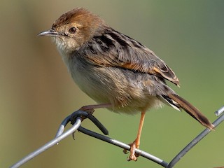 繁殖期の成鳥 - Forest Botial-Jarvis - ML386417931