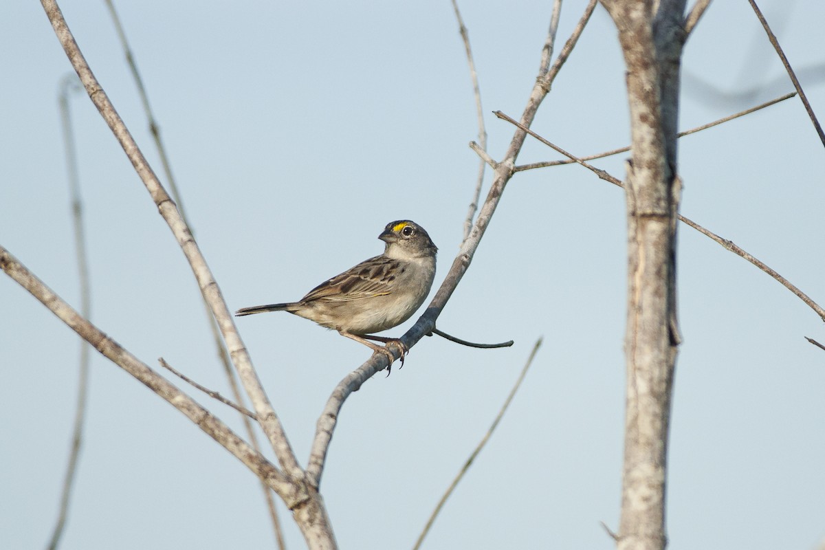 Grassland Sparrow - ML386418811