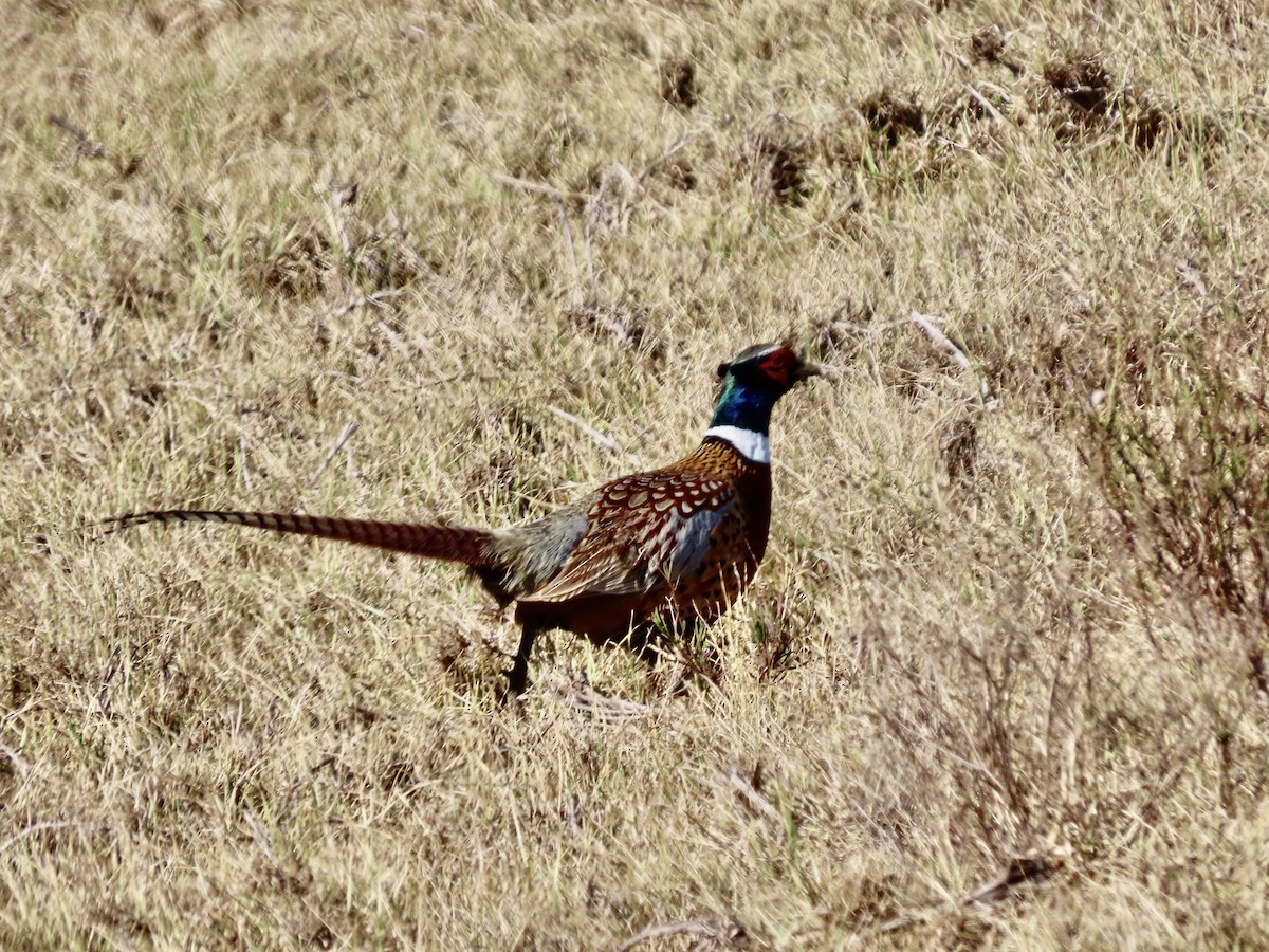 Ring-necked Pheasant - ML386419391