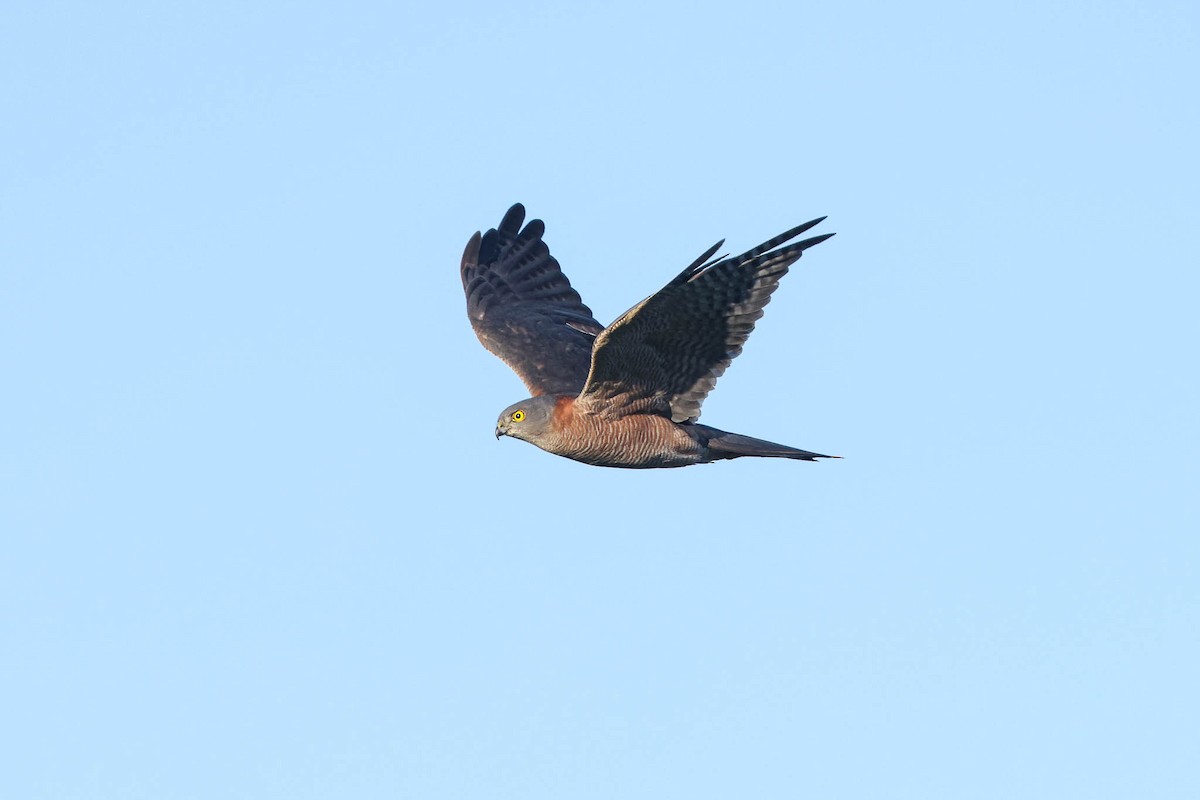 Collared Sparrowhawk - ML386427511
