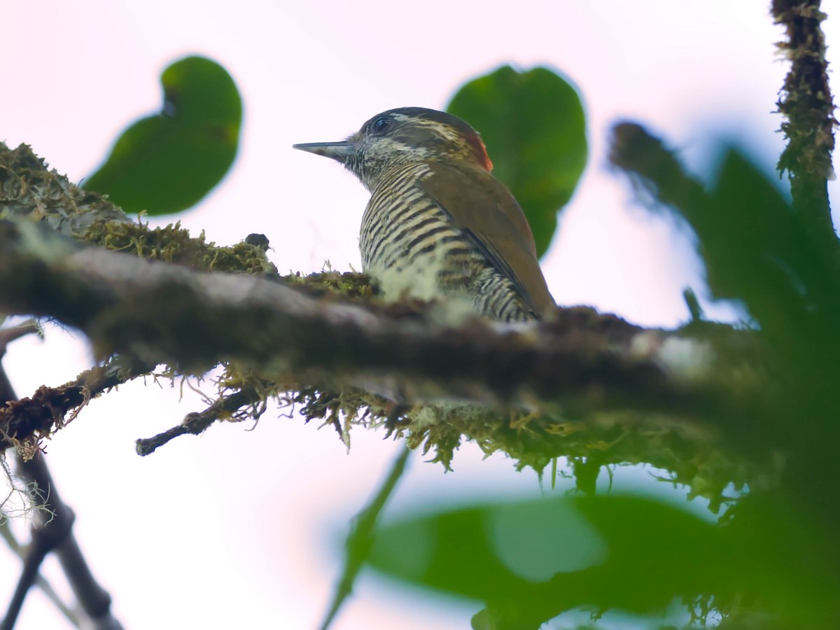 Bar-bellied Woodpecker - ML386436041