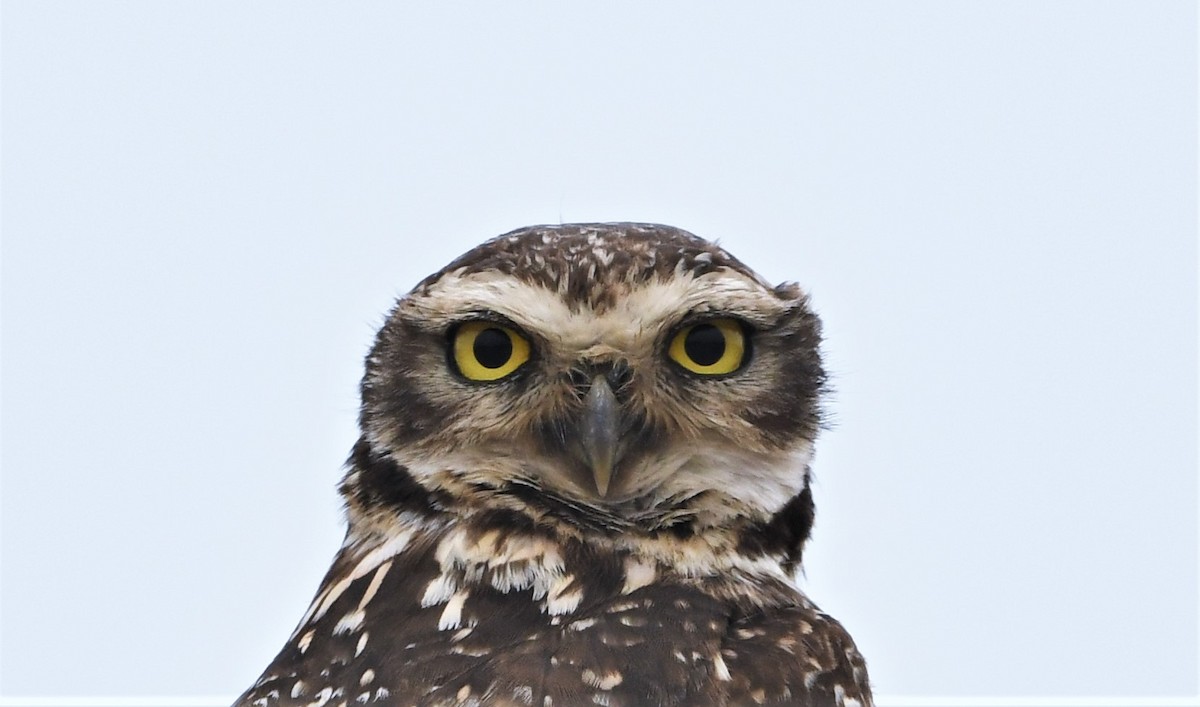Burrowing Owl - Marcelo Donoso