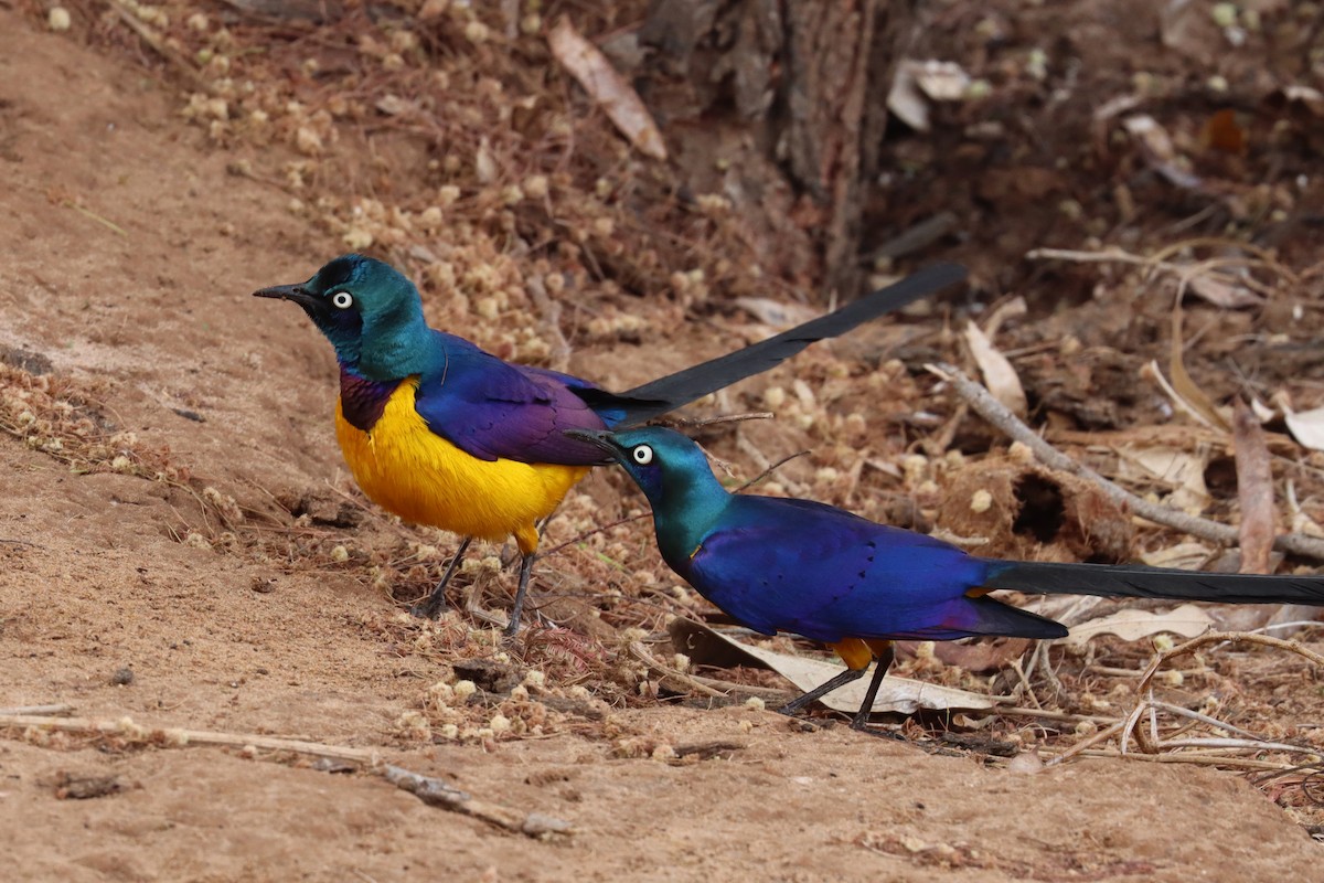 Golden-breasted Starling - ML386439151