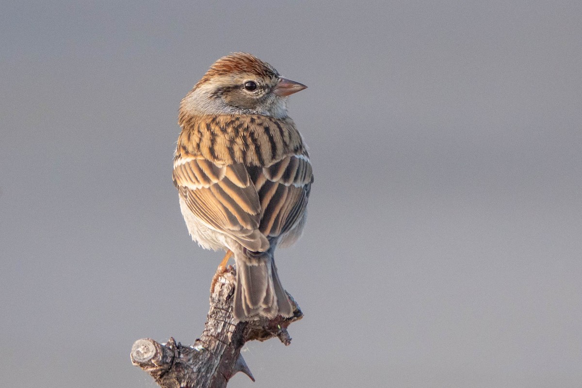 Chipping Sparrow - Linda McNulty