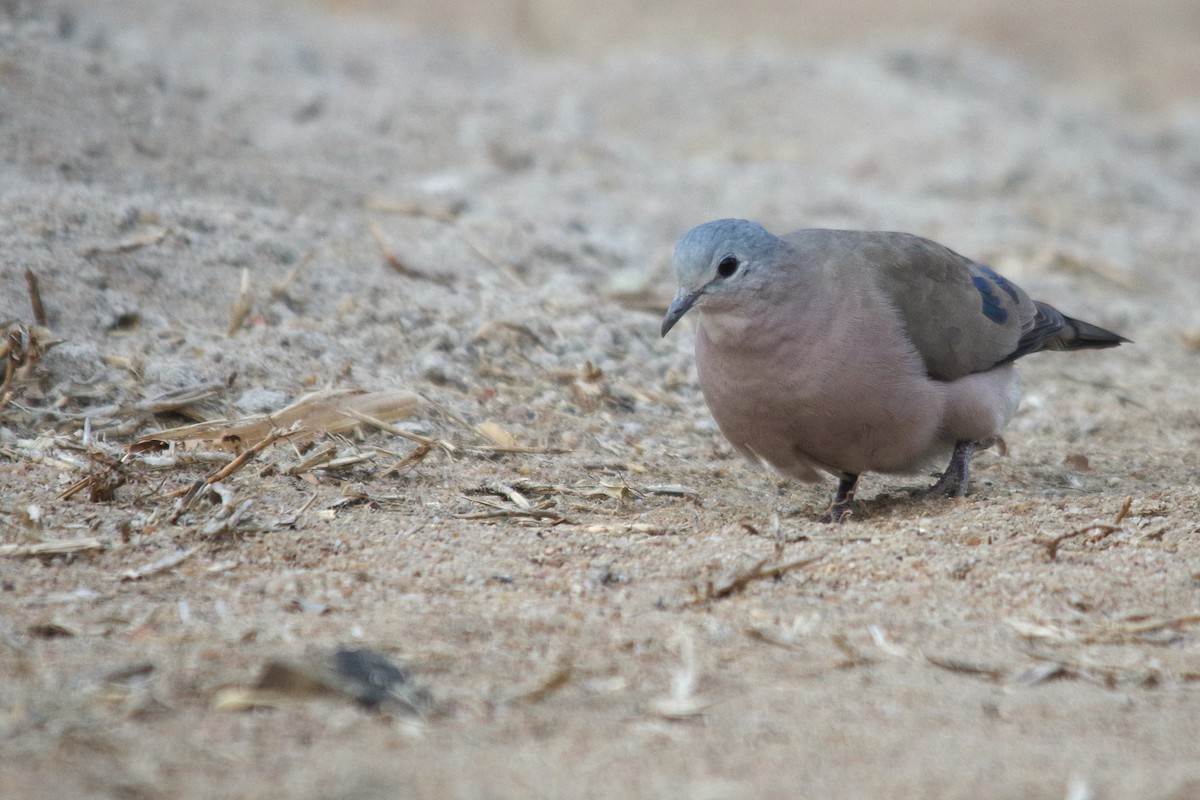 Emerald-spotted Wood-Dove - ML386444281