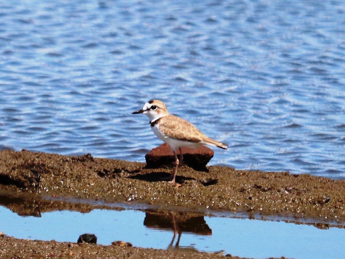Collared Plover - ML386444471