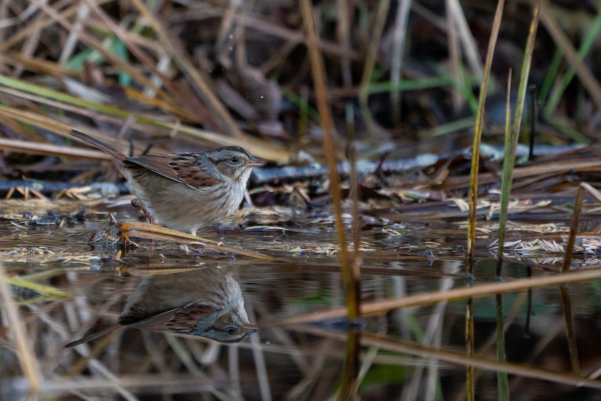 Swamp Sparrow - Sulli Gibson