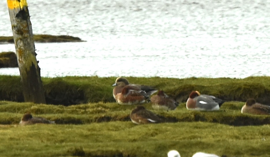 American Wigeon - Blair Whyte