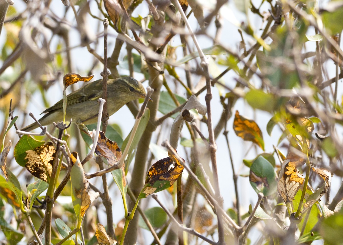 Yellow-browed Warbler - 鈴雯 黃
