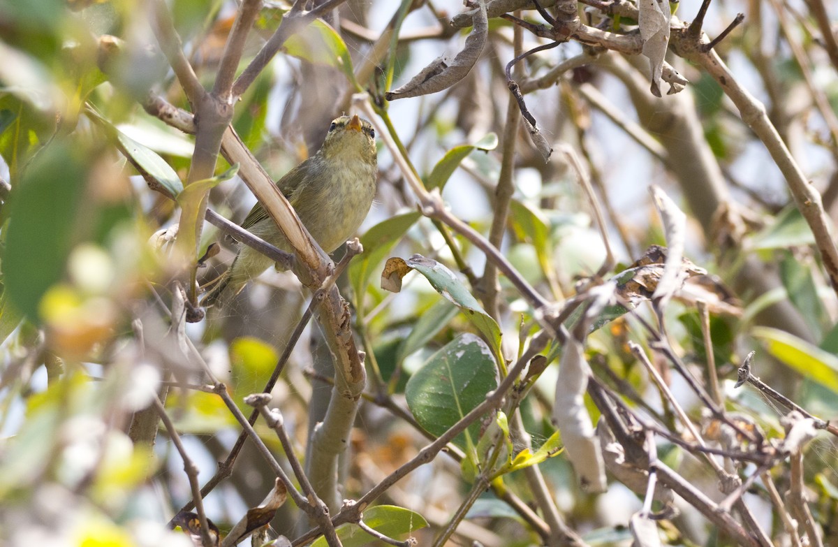 Yellow-browed Warbler - ML38644911