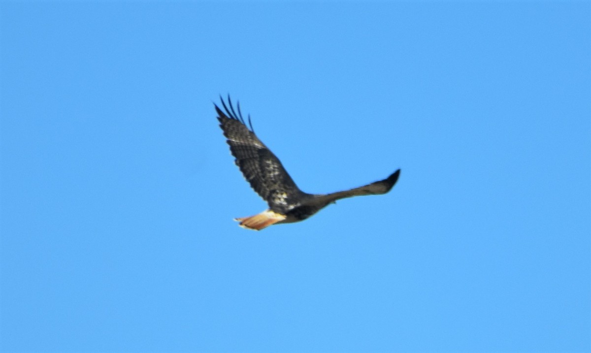 Red-tailed Hawk (abieticola) - ML386451051
