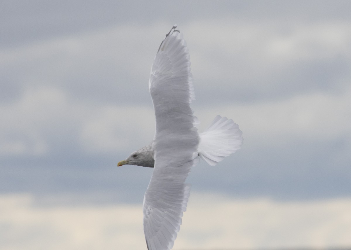 Iceland Gull (kumlieni/glaucoides) - Caleb Putnam