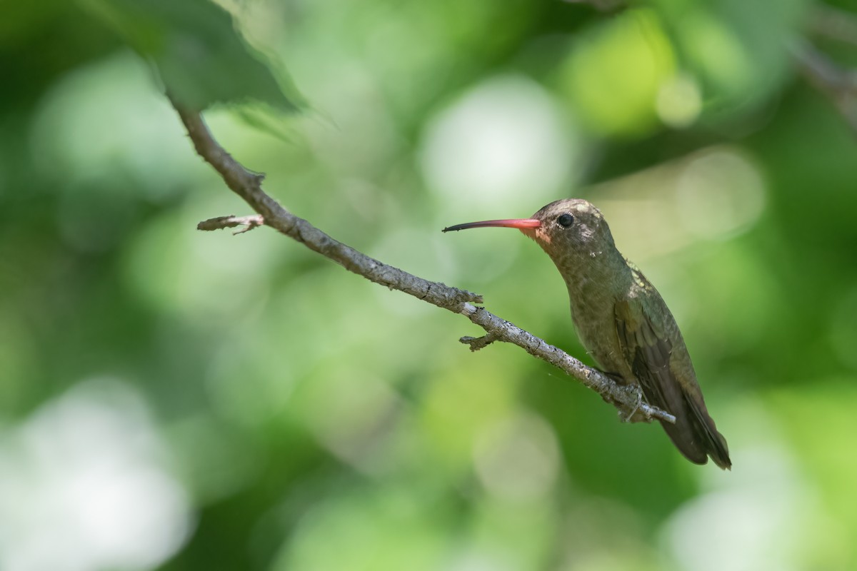 Gilded Hummingbird - Pablo Re